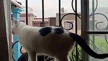 ¡Mis gatos se están escapando por la ventana al techo! 🐱😲🐾 #shorts #animales #mascotas #felino #cat