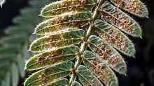 Acacia Trees Have WiFi… and Ant Armies?!