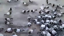 Karbala Ke Sehen Mein Bachche Kabutar Ko Dana Khilate Hue | Roohani Aur Pur-Sukoon Manzar | Labbayk Ya Hussain