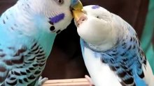 Parrots Feed Each Other: A Sweet Moment of Love and Bonding 🦜❤️
