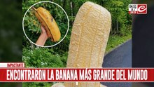 Furor por el hallazgo de la banana más gruesa del mundo... ¿cuánto mide?