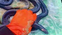Mengenal Hagfish, Ikan Purba Aneh Penghuni Laut Dalam