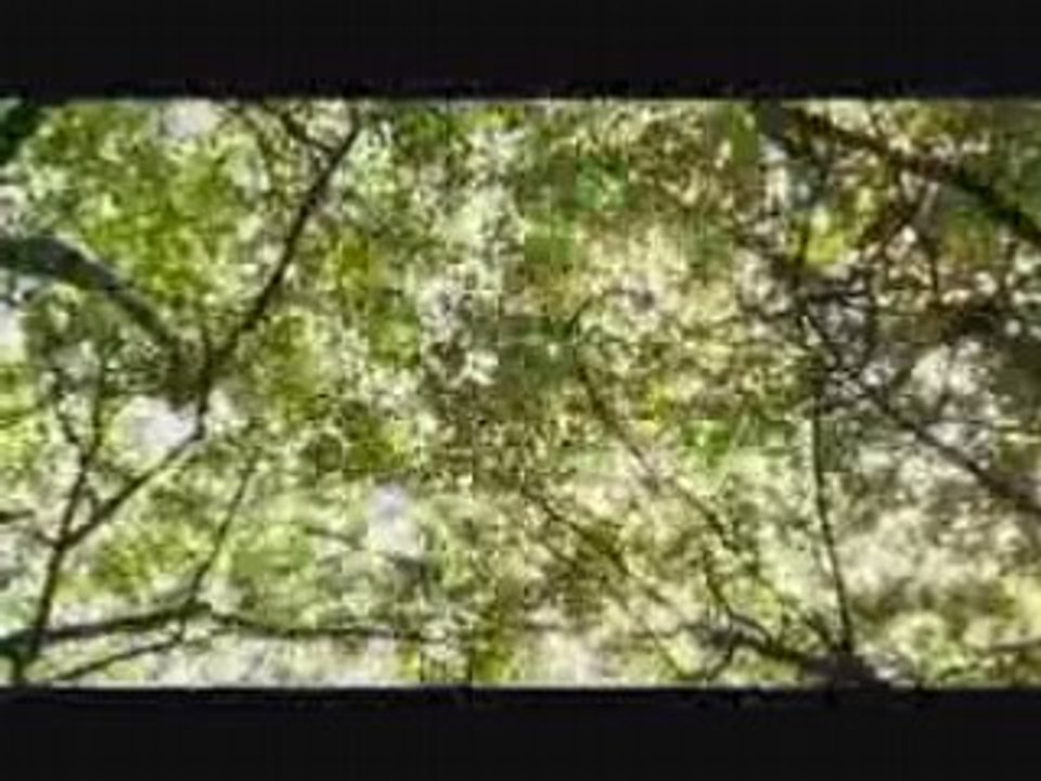 GREENPEACE FOREST LOVE PORNO PUB NATURE