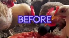 There_s nothing better than 🍉 for the 🐔 on a🌡️🥵 summer_s day! Did you know you can give wat