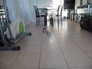 Les fufus et la bouteille vide