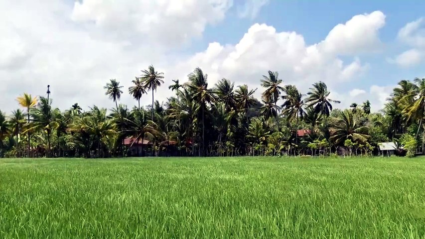 🌴 Évasion Tropicale _ Musique Relaxante & Sons de la Nature