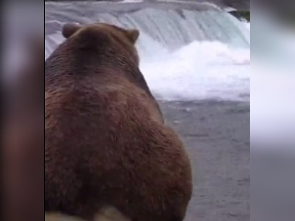 Der dickste gewinnt: Fat Bear Week kürt den fettesten Bären Alaskas