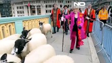 Southwark Bridge enche-se de ovelhas em desfile solidário anual