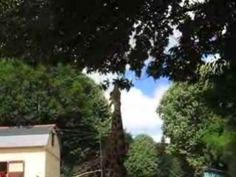 Plougueneuc : girafe zoo Bourbansais