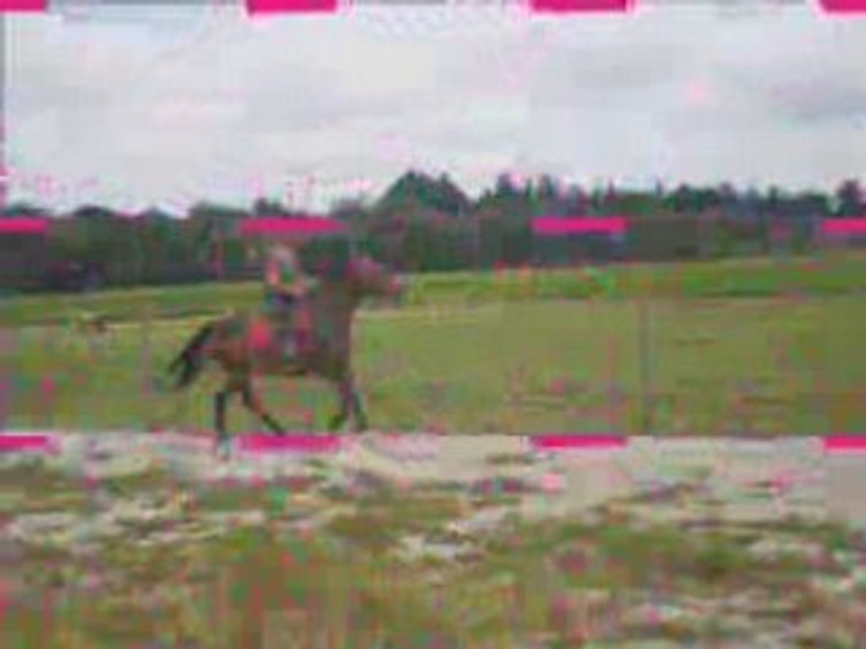 Vidéo  de moi et mes chevaux !
