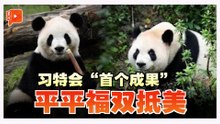 习近平特朗普会面成果落地 大熊猫平平福双落户亚特兰大