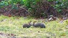 Hidden Trail Camera in the Forest Captures Foxes, Martens and Deer