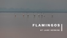 Lake Kerkini Flamingos at Sunrise | Greece Wildlife Photography
