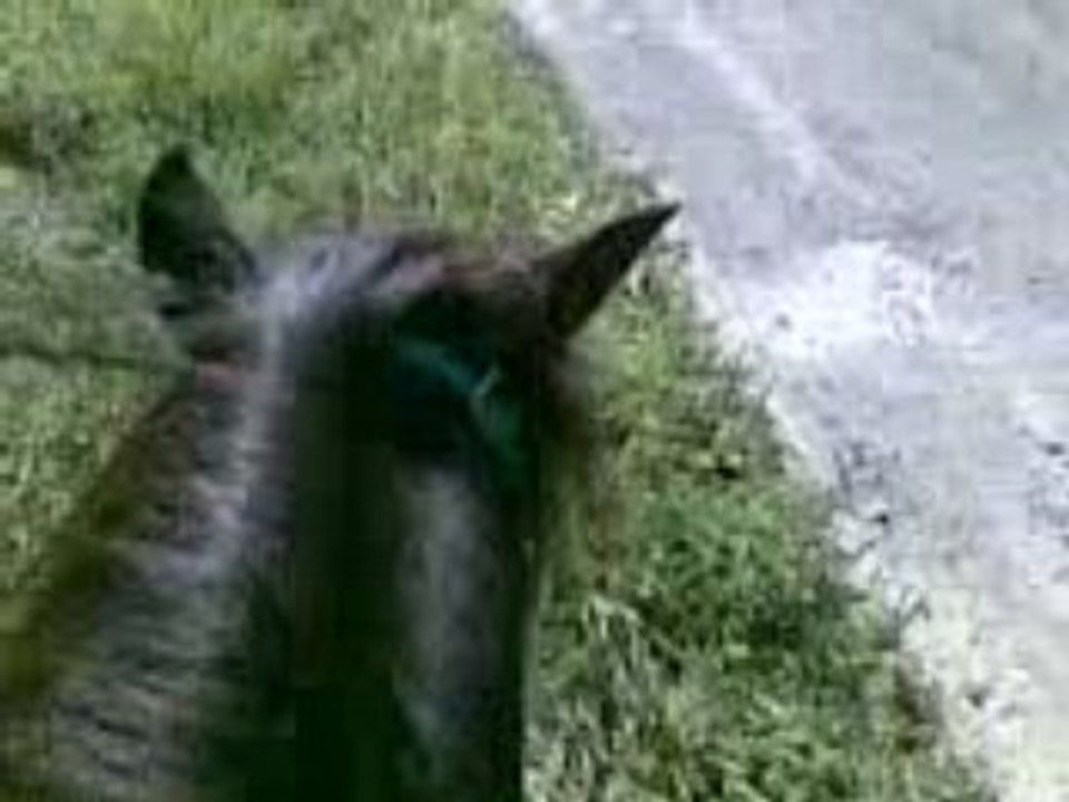 trot Fino solo