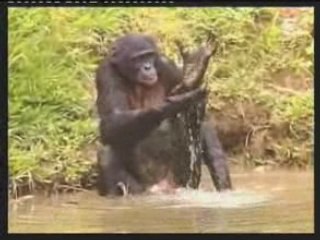 CLAUDINE ET SES BONOBOS