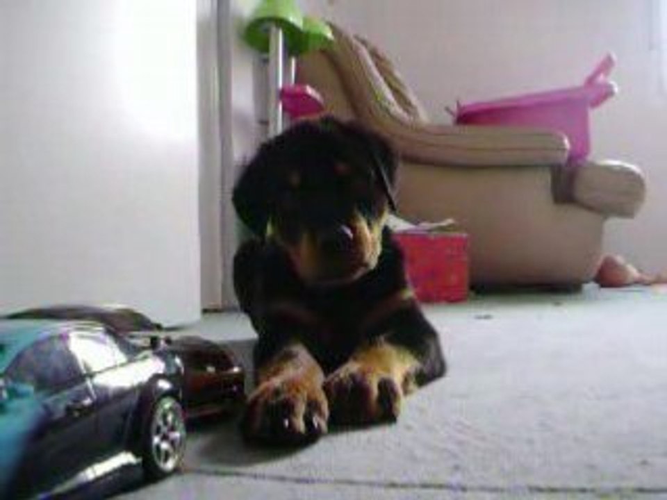 Diesel 1 - 11/08/2008