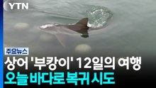 상어 '부캉이' 12일의 여행...오늘 바다로 복귀 시도 / YTN
