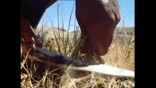 Neolithic revolution