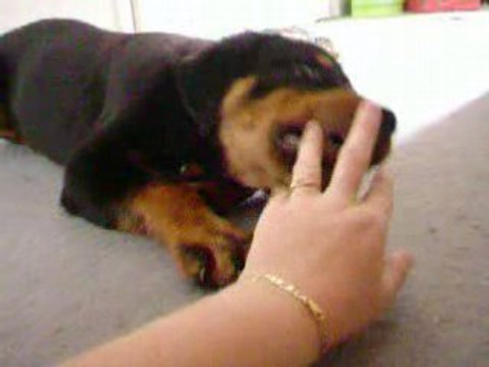 Diesel 2 - 11/08/2008