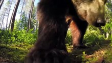 ¡Nada detiene a este coloso! Oso grizzly enfrenta lobos y bisontes