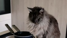 Perfect Housewife? :) #cats #funnycats #catlovers