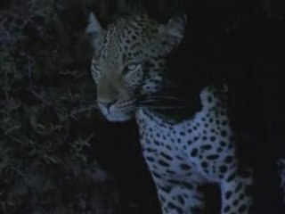 National Geographic -  Leopard et phacochere 3/3
