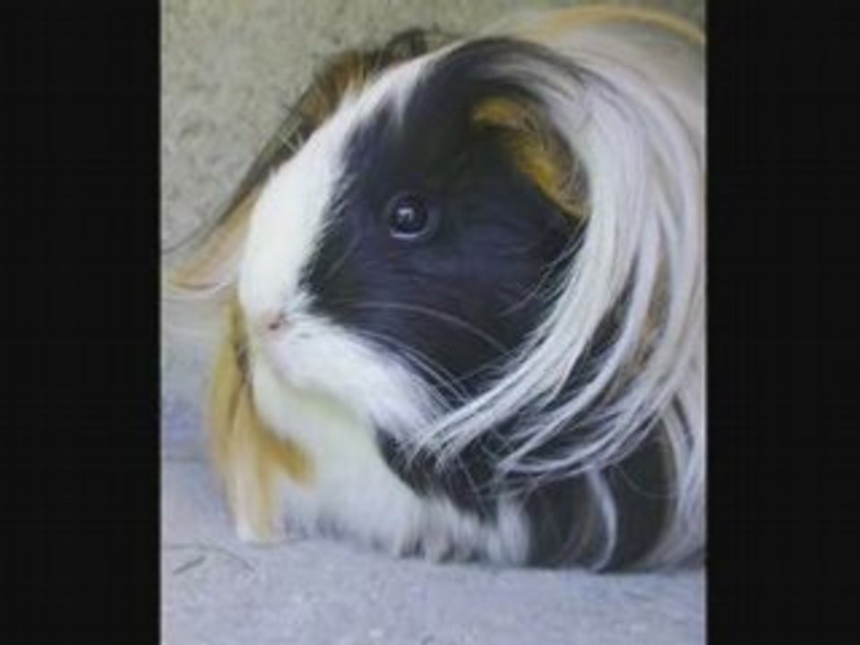 Mes animaux
