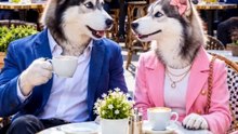 The Poor Chihuahua Tried to Save a Husky’s Wife… But Everyone Turned Against Him!” 🐶💔😱#Chihuahua #animal #dog