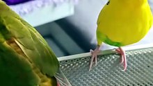 My Little Sunshine Gets Bullied Every Day 💔🐦  But She Never Gives Up!