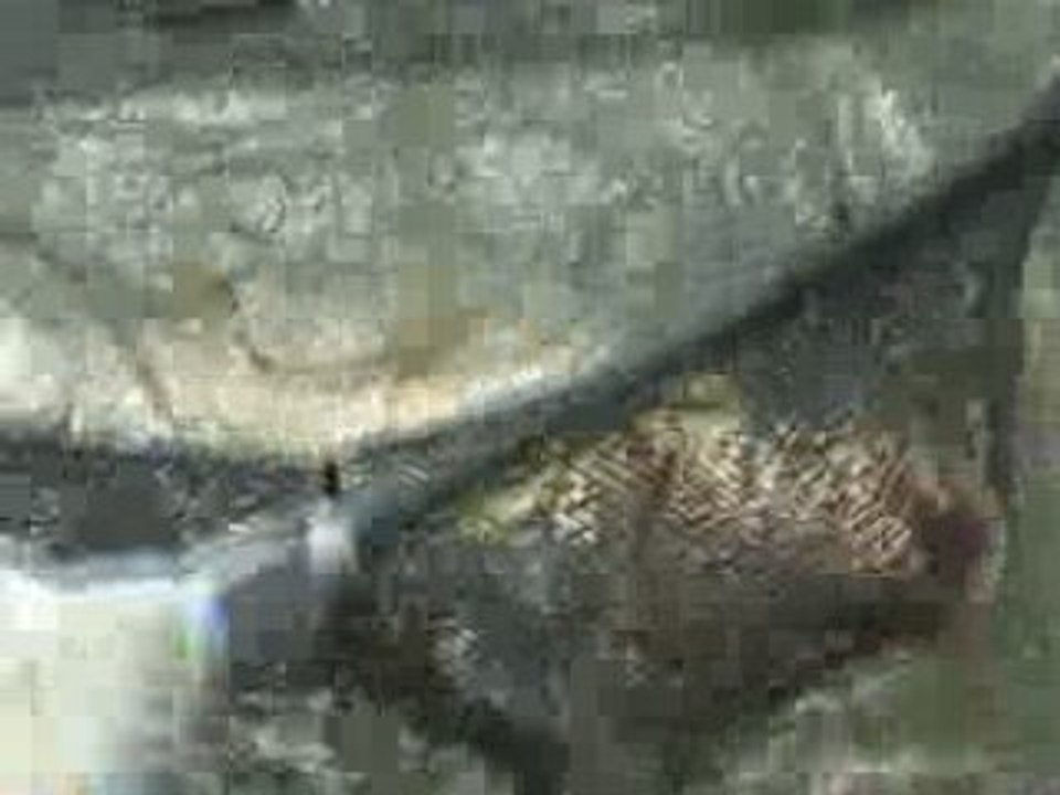 Carpe de saône aout 2008