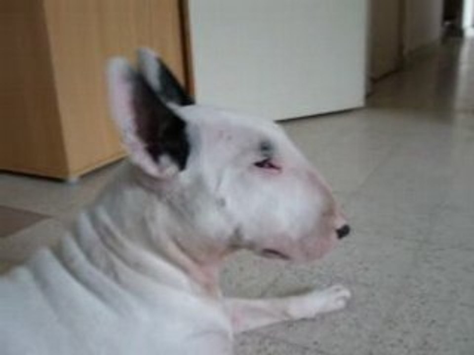 Lestan la raleuse
