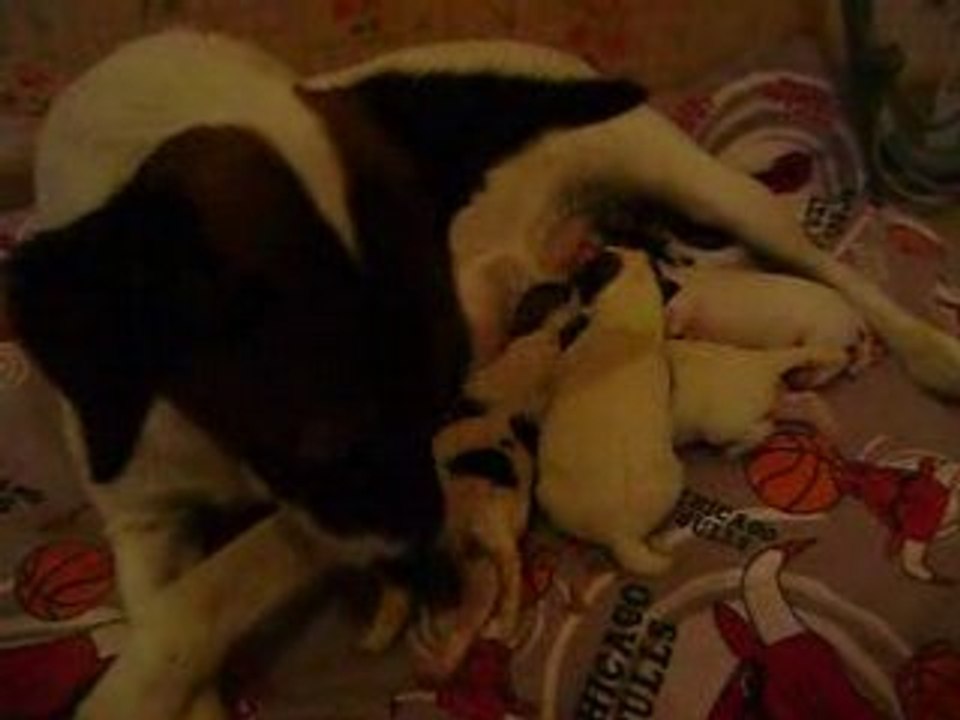 Vanille et ses bébés