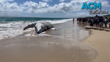 Sharks spotted after whale carcass washes ashore in Perth