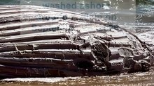 Sharks spotted after whale carcass washes ashore in Perth