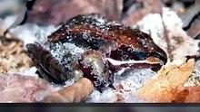 The Frozen Wood Frog