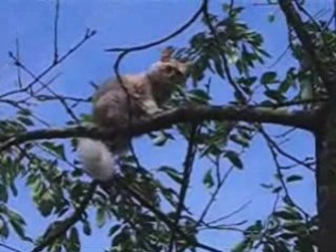 Des journées entières dans les arbres......