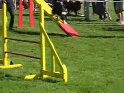 TARATATA CAHORS 08.08 CONCOURS AGILITY 013(1)