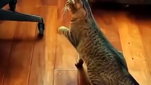 Pets - cats & dogs 🔥 Top Amazing Moments 💯 funny 002