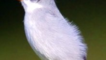 VOCÊ CONHECE O CHORÃO, TAMBÉM CHAMADO DE PATATIVA?