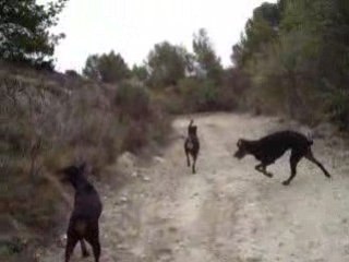 caly  alter et titi et sam