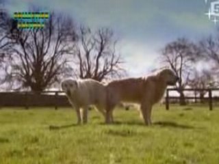 VOYAGE AU CENTRE DE LA VIE _ LES MAMMIFERES 1_5