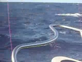 La Danse Des Baleines