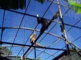Gibbons lars au zoo d'Asson
