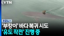 상어 '부캉이' 바다로 복귀 시도..."무사히 잘 가렴!" / YTN