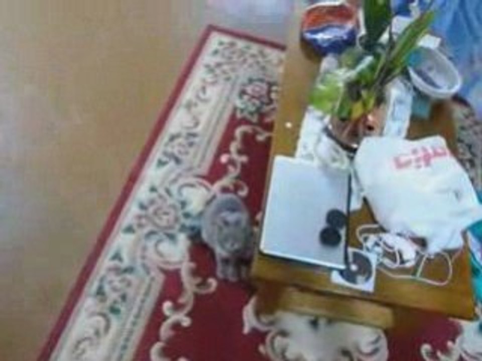 Milou 1