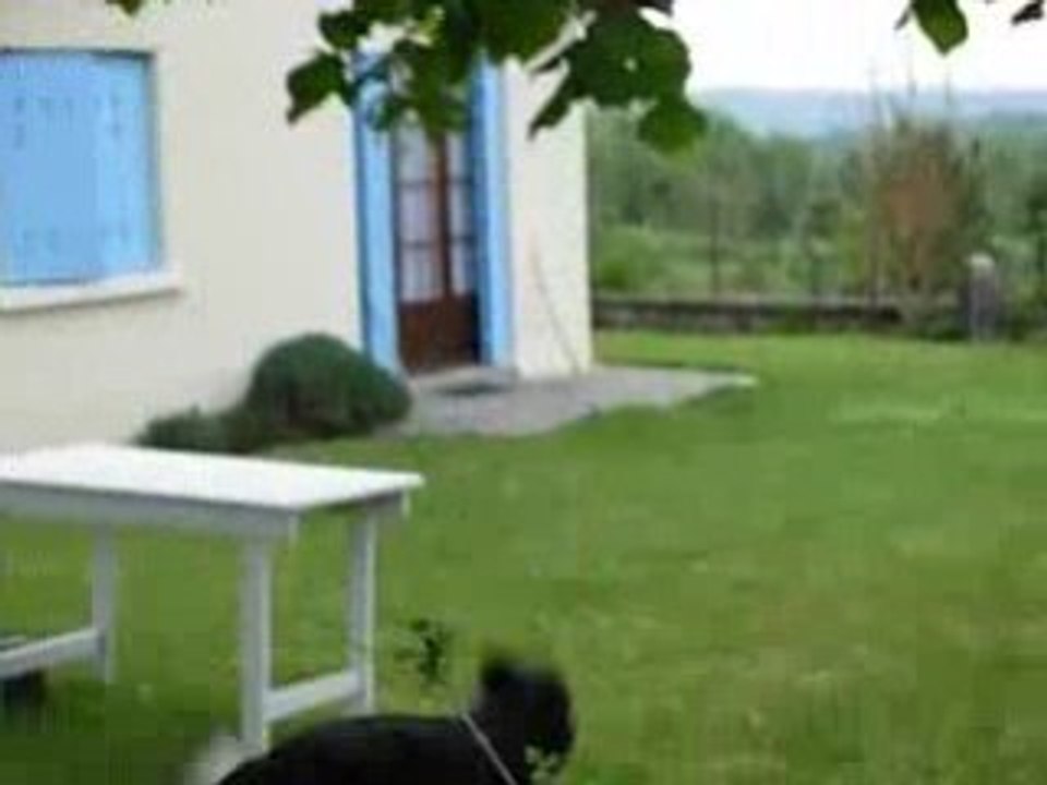 BORDER COLLIE SAUTEUR 2