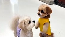 Funny Dog Videos 😻 Adorable Dancing Dats #dogfunny