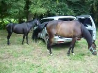 les chevaux et le 4x4