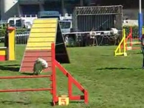 INCONNUE(1) agility cahors