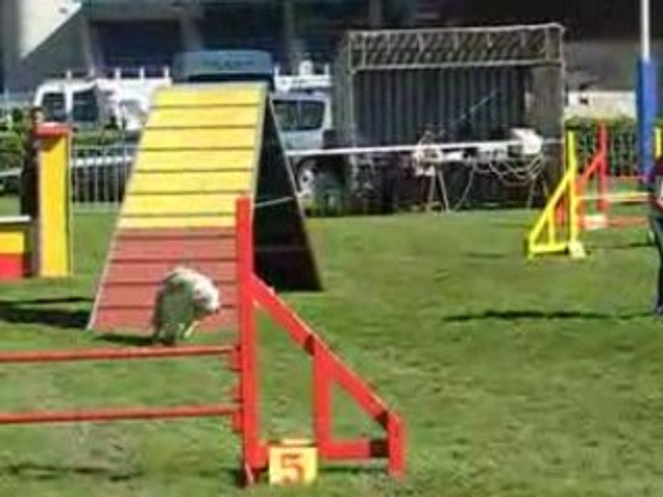 INCONNUE(1) agility cahors